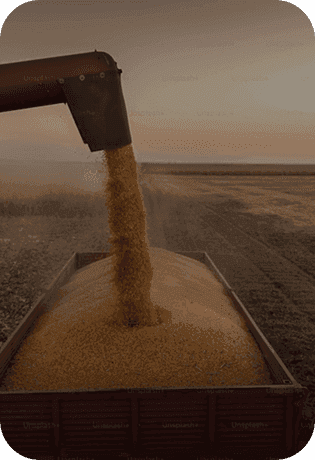 Soybean Crush